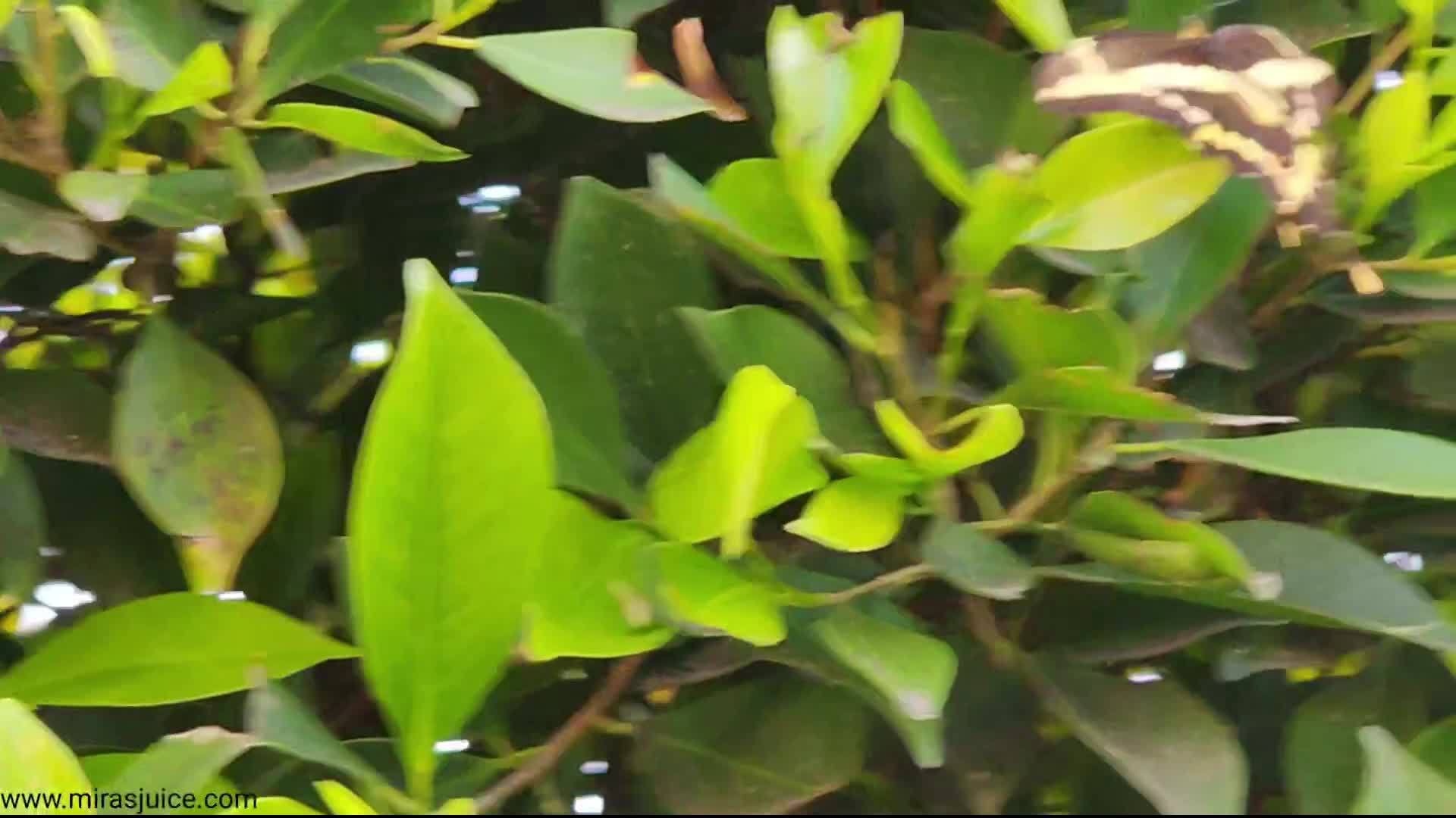 nature clip
