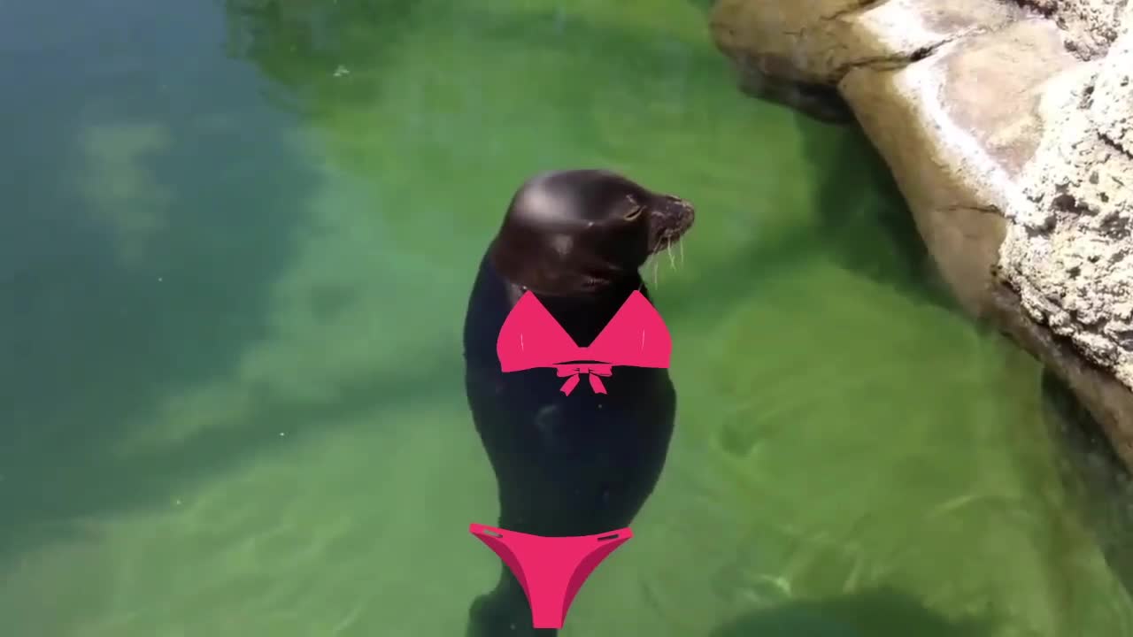 SEAL BEST SPINNING MOMENT (YOU WONT BELIEVE THIS!)