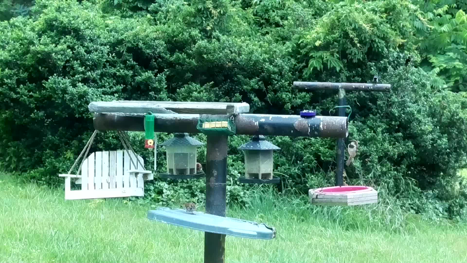 BirdFeeder