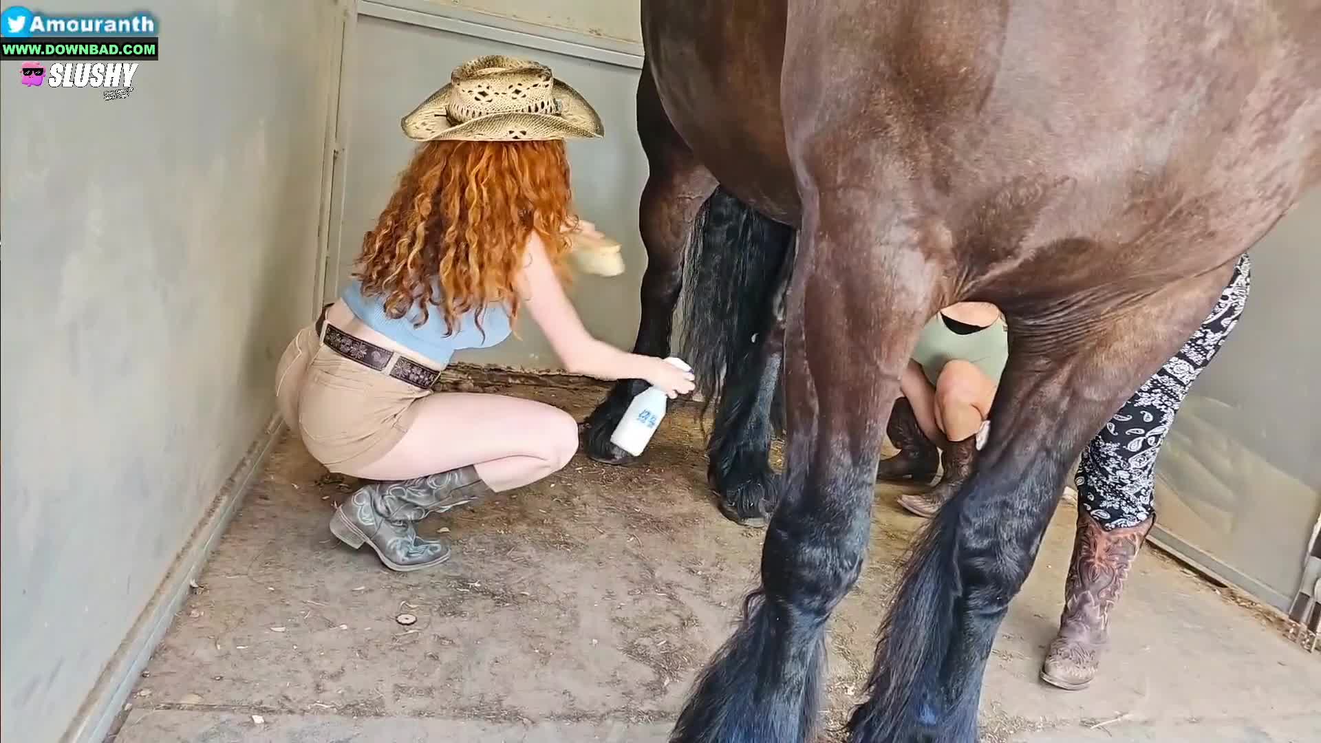 Asmongold like horses.